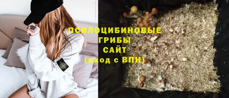 Галлюциногенные грибы Psilocybe  даркнет сайт  Весьегонск 